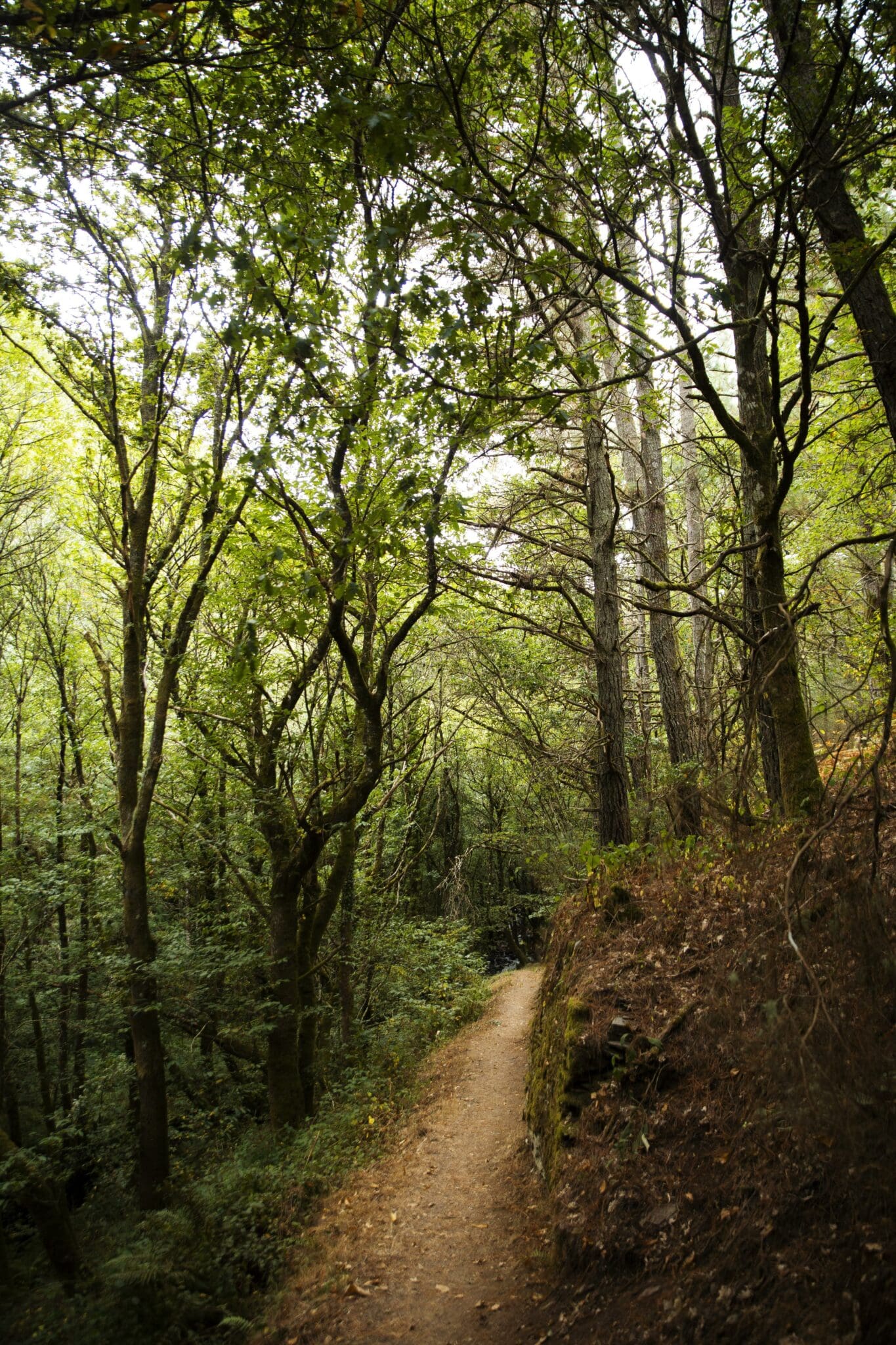 beautiful natural landscape forest