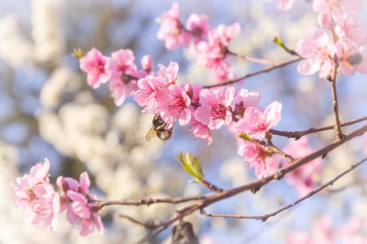 spring